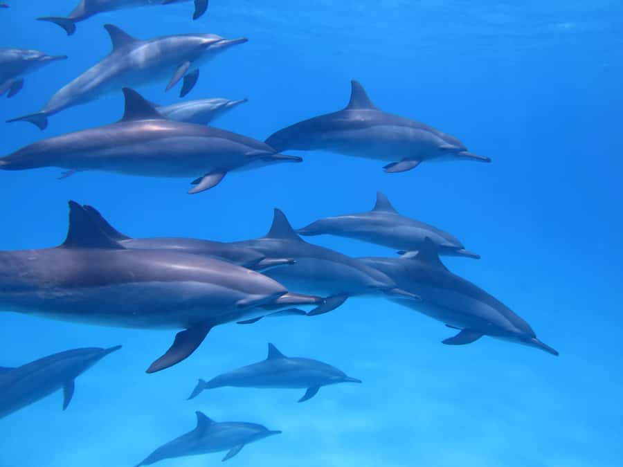 Mauritius: Dolphins watch half-day - From the Beach to the Speedboat