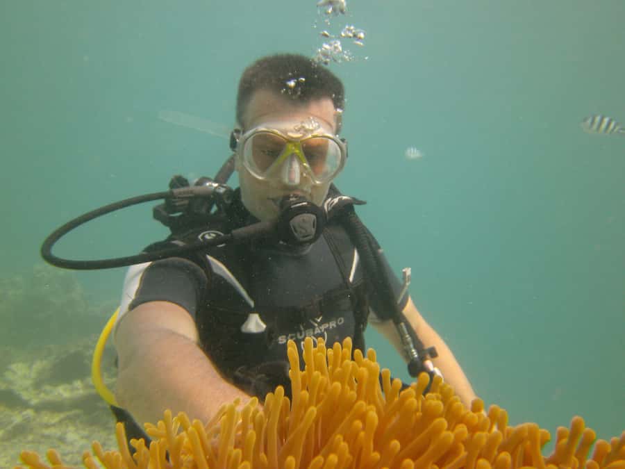 Mauritius: East Belle Mare Scuba Diving Tour - What you may see below Belle Mare