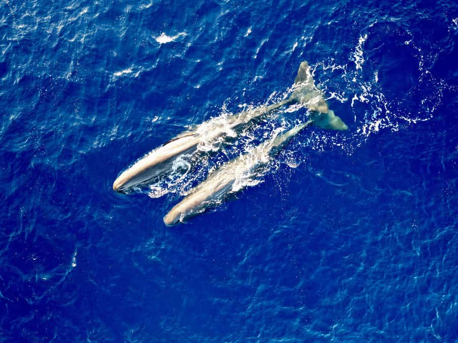 Mauritius Eco Whales Quest, 3-4 hours Expedition - Searching for Sperm Whales