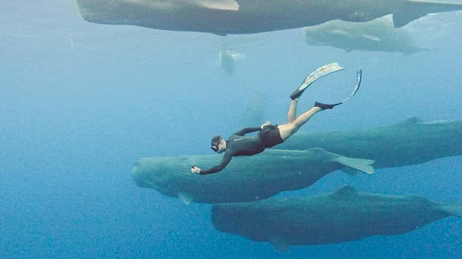 Mauritius Eco Whales Quest, 3-4 hours Expedition - The Dolphin Stop Can Change the Mood
