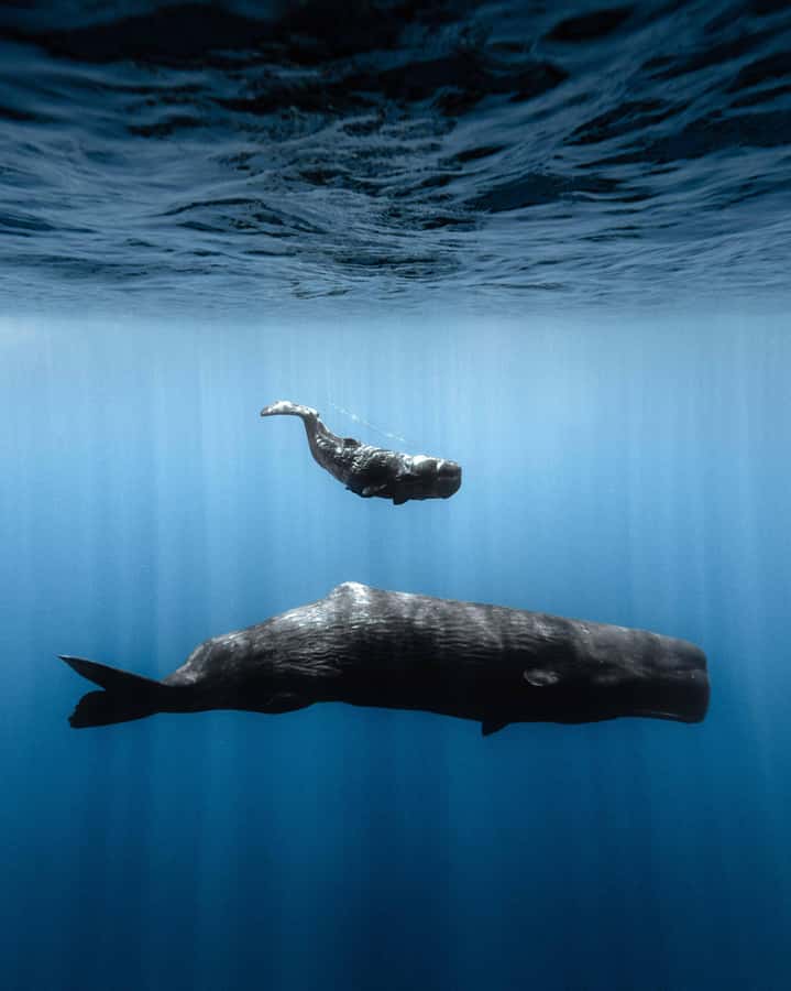 Mauritius Eco Whales Quest, 3-4 hours Expedition - Should You Book the Mauritius Eco Whales Quest?