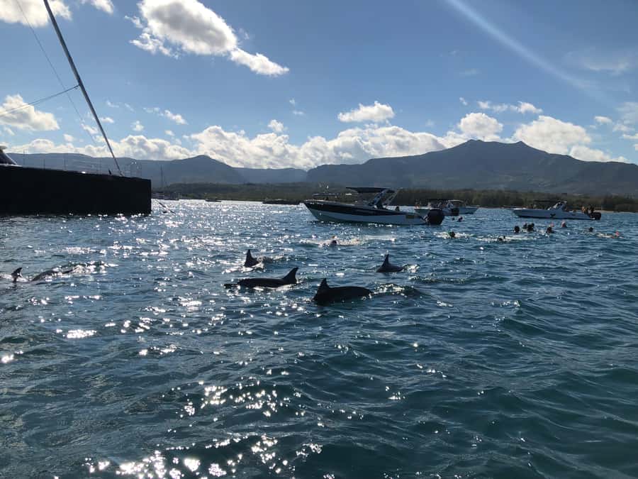 Mauritius Eco Whales Quest, 3-4 hours Expedition - Humpbacks in Their Natural Setting