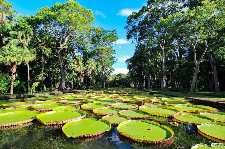 Mauritius: Exclusive North Tour with Pickup - Why this north Mauritius tour works