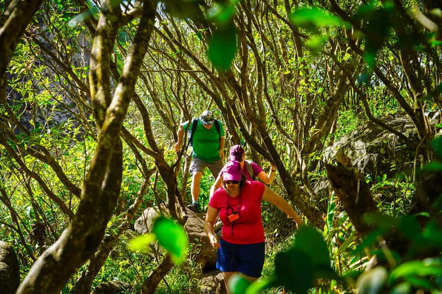 Mauritius: Exploring the Tamarind Falls with a Guide - Through rainforest, river water, and island plants