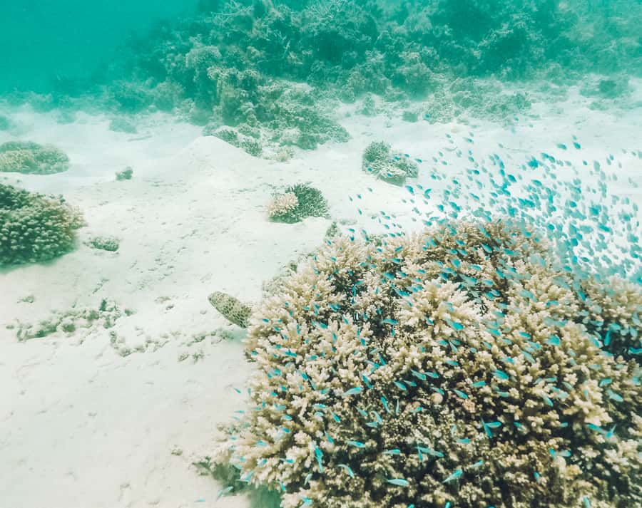 Mauritius: Full-Day Speedboat Tour to Ile aux Cerfs & BBQ - What the guides add to the day