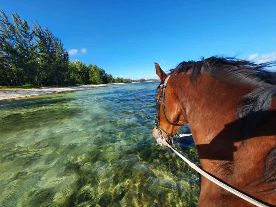 Mauritius: Horse riding on the deserted beach of Riambel - Sunset makes the one-hour ride feel special