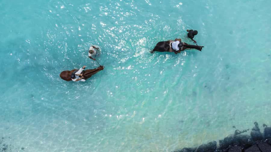 Mauritius: Horseback riding on the beach - Meeting the horse and getting ready