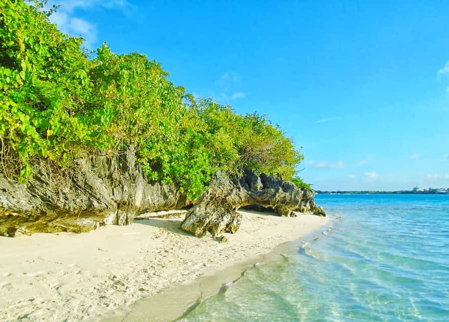Mauritius: Ile aux Aigrettes Nature Reserve with Boat Ride - Why Ile aux Aigrettes deserves the best part of your day