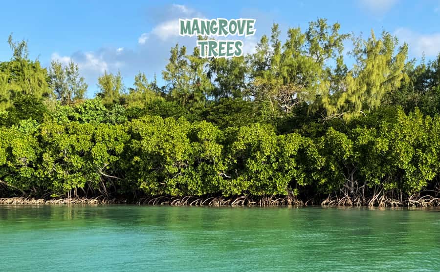 Mauritius: Ile aux Cerfs Speedboat Tour with Lunch & Drinks - Through the mangrove-lined channels