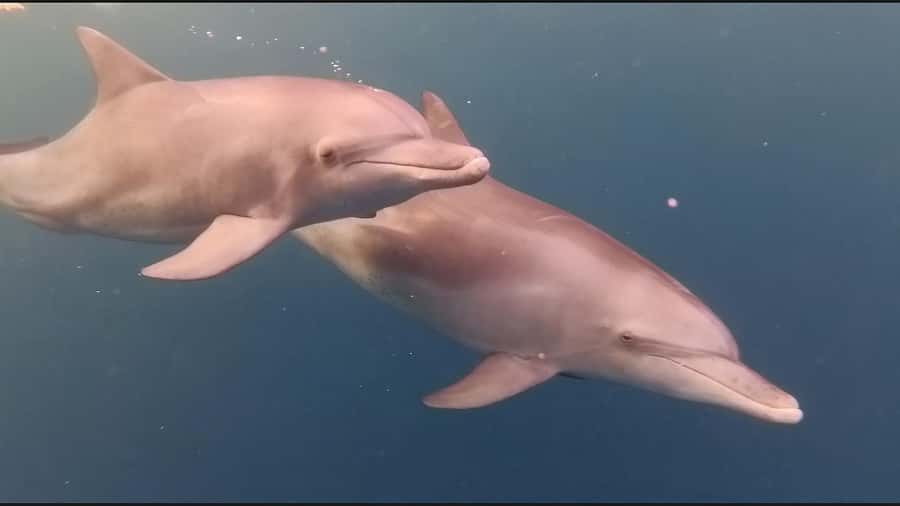Mauritius Le Morne: Eco-Friendly Dolphin Watching Tour - Who should book this dolphin trip