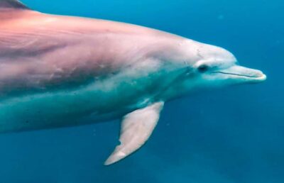 Eco-Friendly Dolphin Watching Tour
