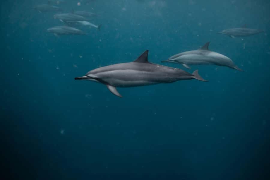 Mauritius Le Morne: Eco-Friendly Dolphin Watching Tour - Snorkeling in the lagoon