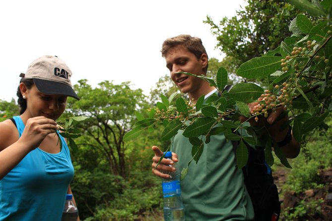 Mauritius Le Morne Hiking including transfer - Weather, cancellations, and practical limits