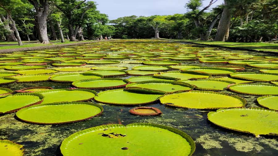 Mauritius: Northern Tour w/Port Louis Market, Temple & Beach - Pamplemousses and the giant water lilies