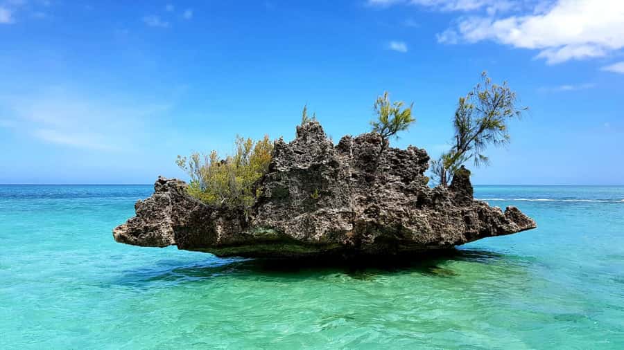 Mauritius: Ocean Swim with Dolphins - Key points to know before you go
