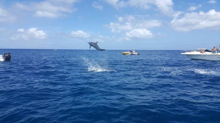 Mauritius: Ocean Swim with Dolphins - The wildlife question you should take seriously