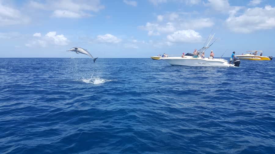 Mauritius: Ocean Swim with Dolphins - The speedboat ride to Black River