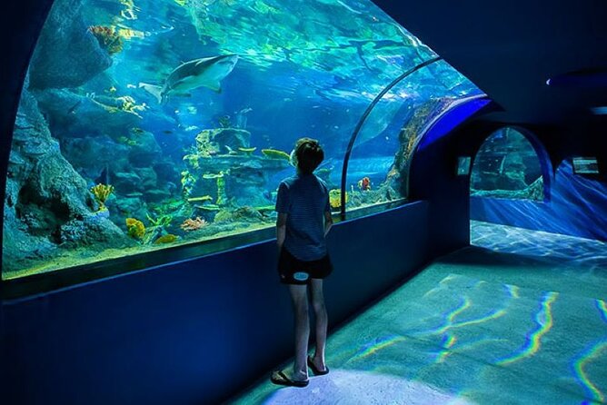 Mauritius Odysseo Oceanarium in Port Louis - What Odysseo Oceanarium adds to a Port Louis day