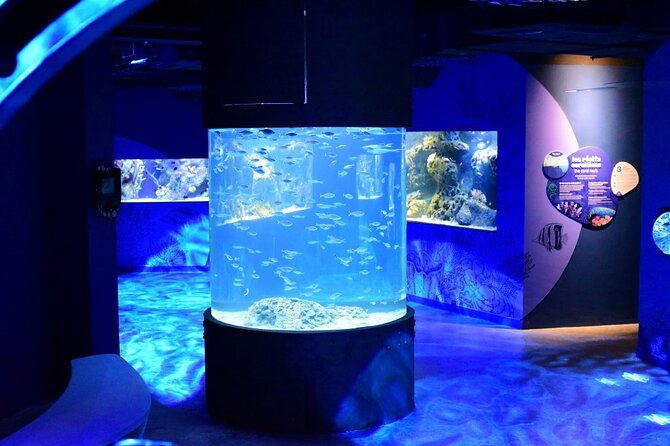 Mauritius Odysseo Oceanarium in Port Louis - Smaller tanks with jellyfish, seahorses, and octopus