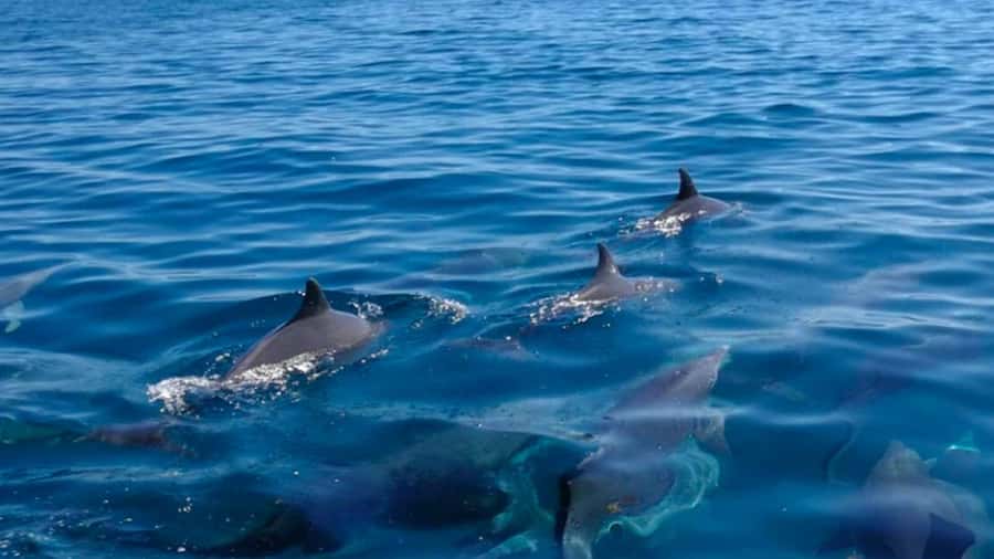 Mauritius: Private Catamaran Tour to île aux Cerfs - A six-hour route through eastern Mauritius