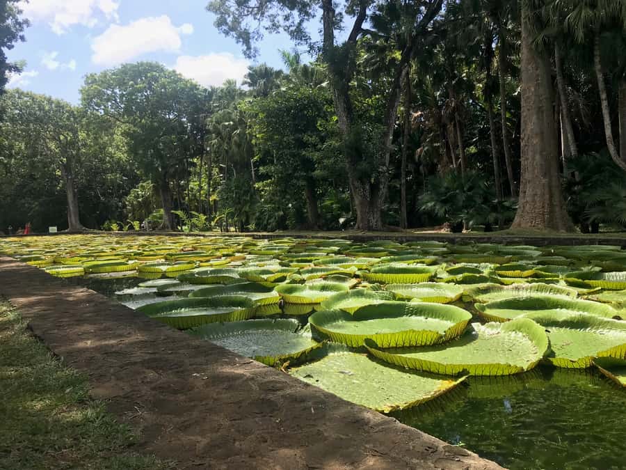 Mauritius: Private Full-Day Iconic Instagram Spots - Chamarel Falls, the final major view
