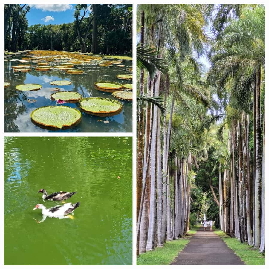 Mauritius: Private Full-Day North Tours - A full northern circuit in one private day