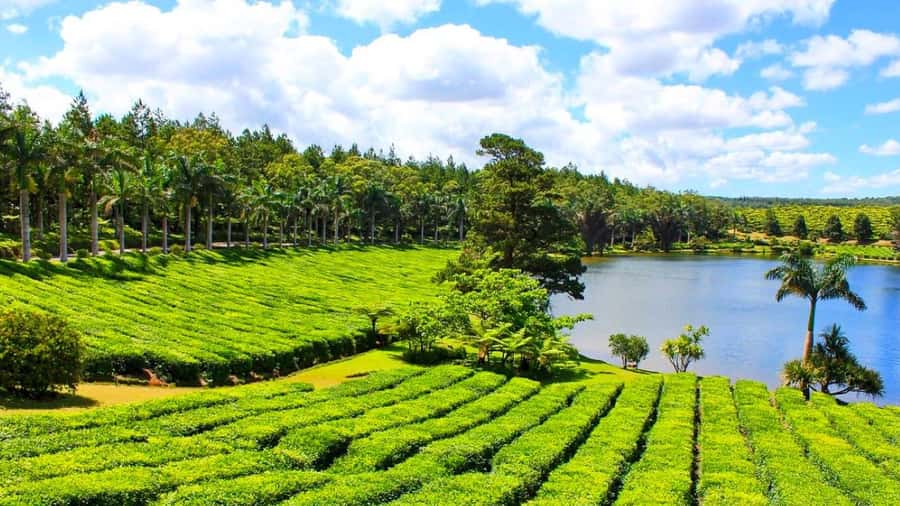 Mauritius: Private Full-Day South Mauritius Tour - Why this private South Mauritius tour works