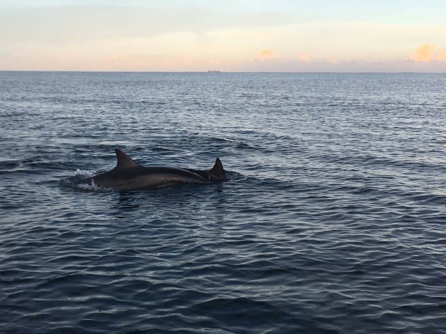 Mauritius: Private South Side and Dolphin Adventure Tour - An early start that earns its place