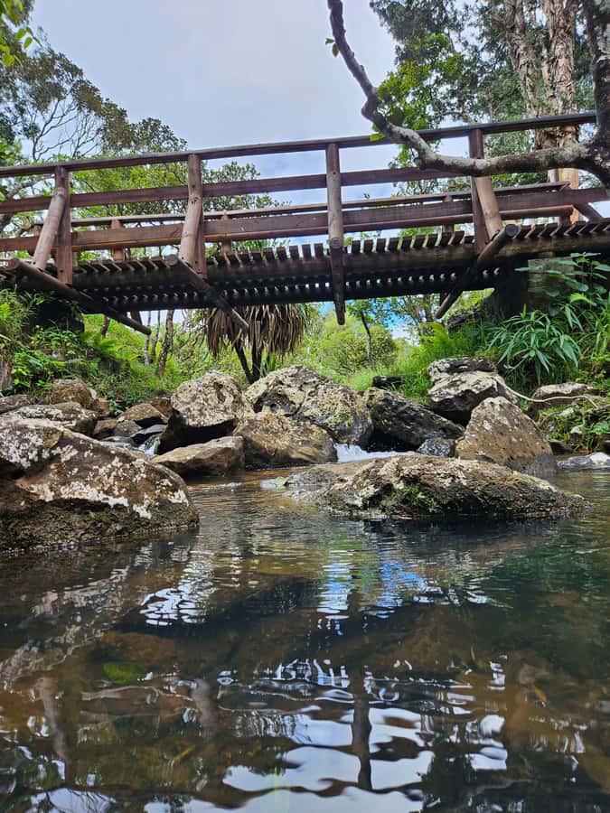 Mauritius: Private Southwest Chamarel Highlights Tour - Black River Gorges adds forest, birds, and wildlife
