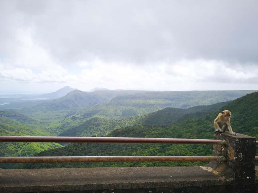 Mauritius: Private Southwest Tour with Pickup - Black River Gorges: a viewpoint, not a full park hike