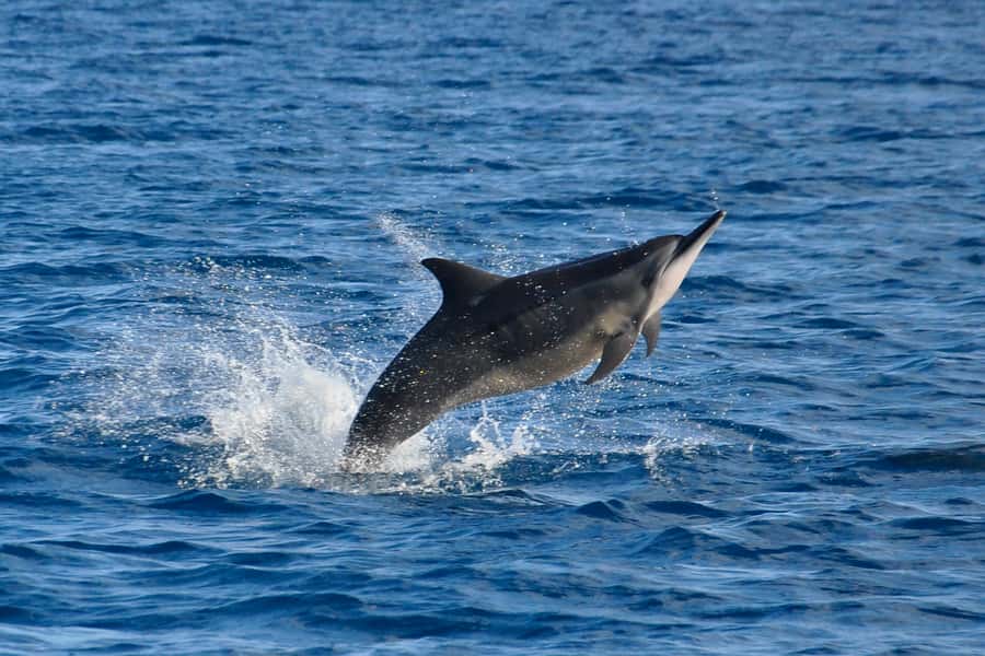 Mauritius: Private Swim with Dolphins - Leaving Grande Rivière Noire by private speed boat