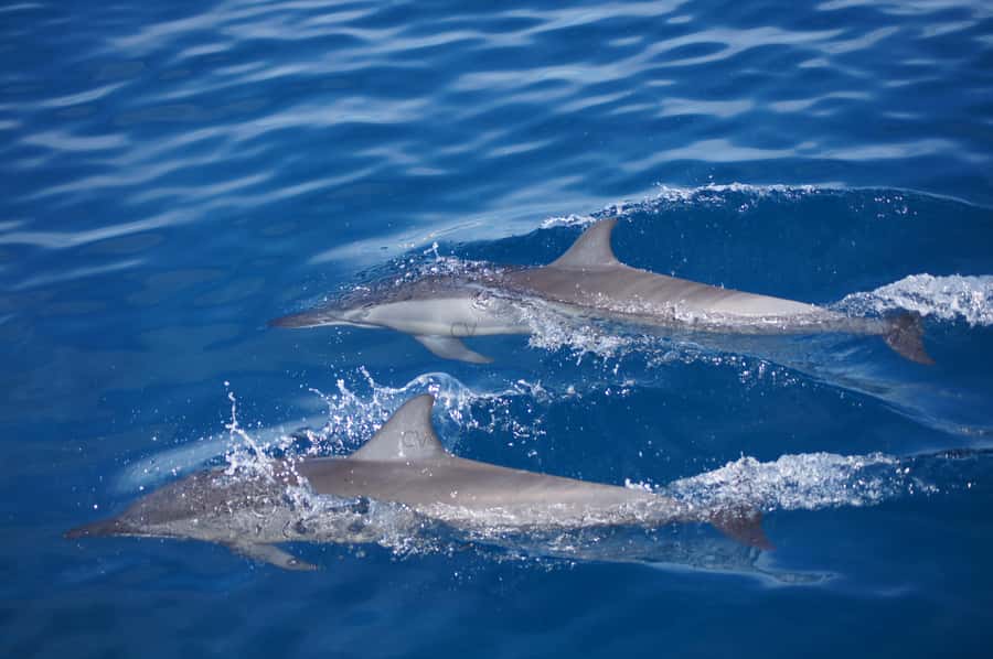 Mauritius: Private Swim with Dolphins - Looking for dolphins in their natural setting