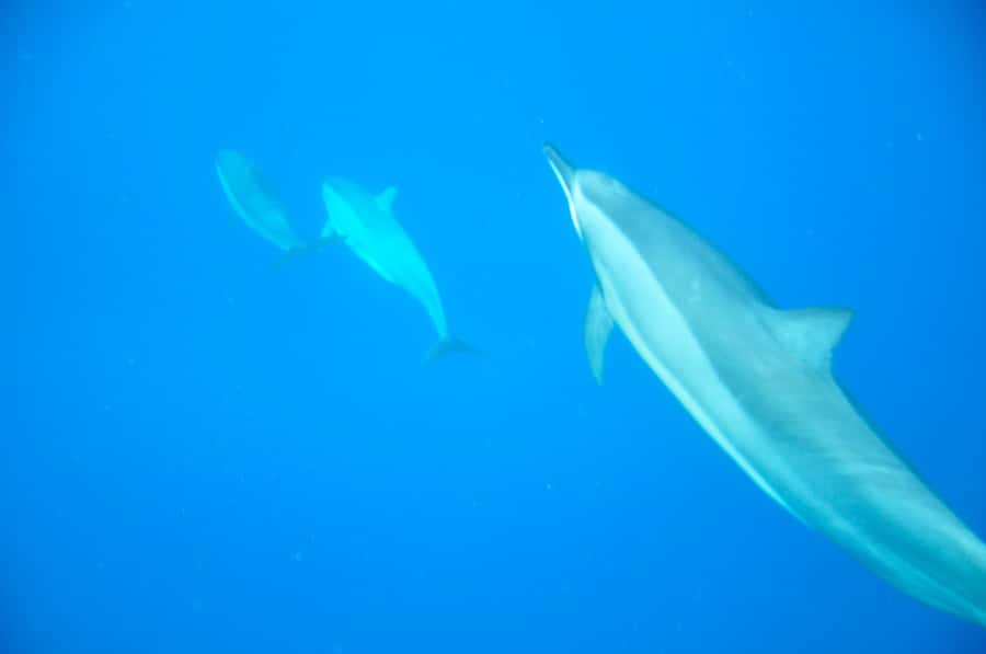 Mauritius: Private Swim with Dolphins - Why the early morning departure deserves attention