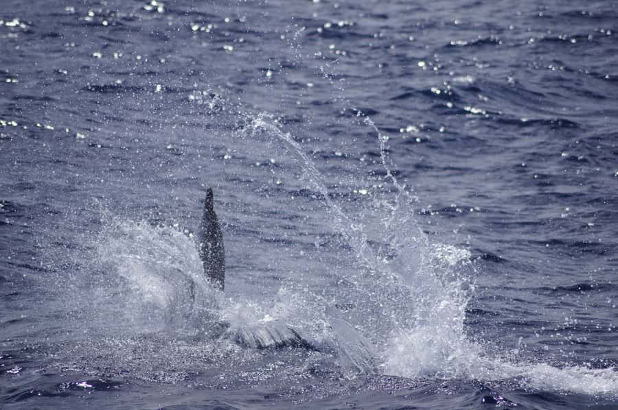 Mauritius: Private Swim with Dolphins - The coral reef stop after the dolphin swim