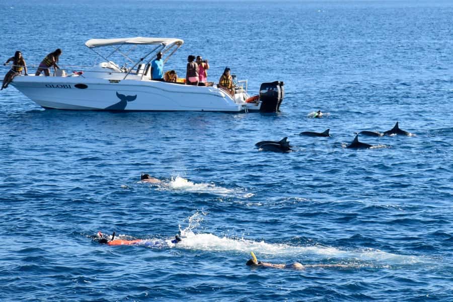 Mauritius: Private Swim with Dolphins - Final call: book it for the wildlife chance, not a guarantee