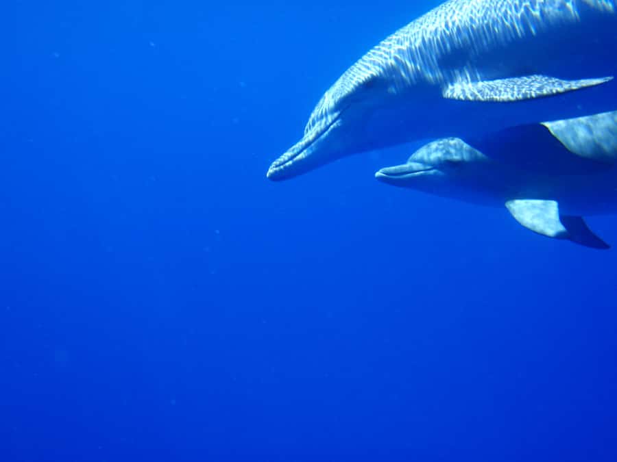 Mauritius: Private Swim with Dolphins - What swimming with the dolphins is really like