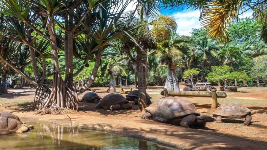 Mauritius : private wild south fullday tour - A full day through Mauritius’s wild south