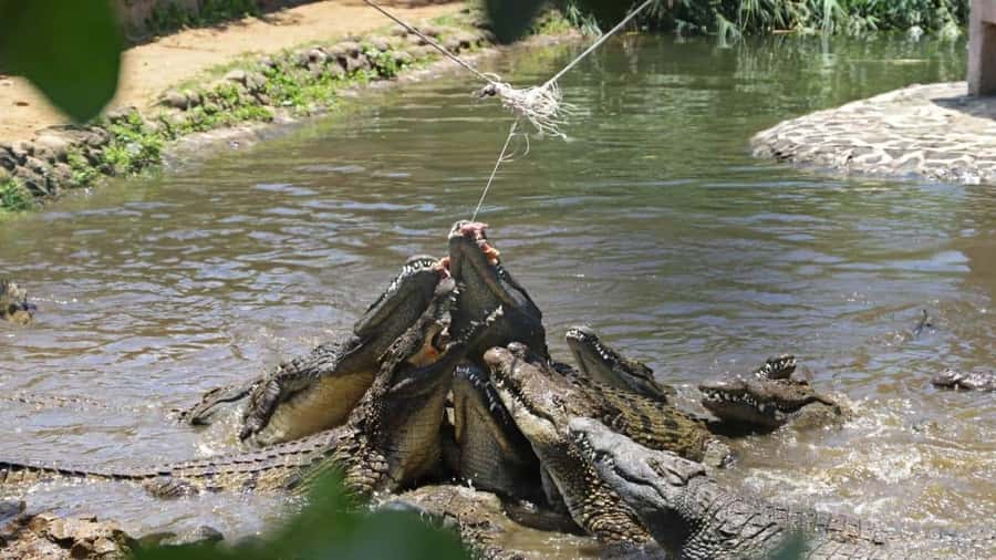 Mauritius : private wild south fullday tour - La Vanille Nature Park and its large reptiles