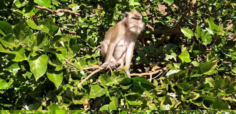 Mauritius: River Guided Kayak Tour with Monkeys - Guide quality and language