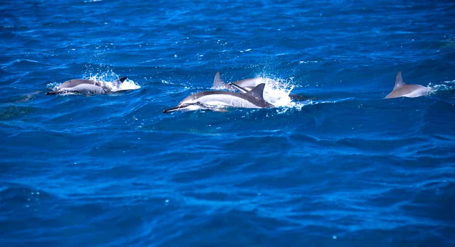 Mauritius: Snorkel and Swim with Dolphins on Speedboat Tour - Tamarin Beach sets the tone for the trip