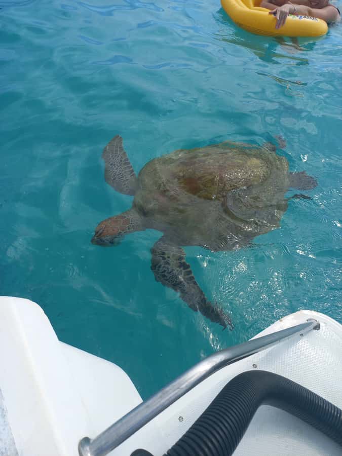 Mauritius: Snorkeling with turtles Le Transporteur speedboat - A fast ride from Grand Baie to Trou aux Biches