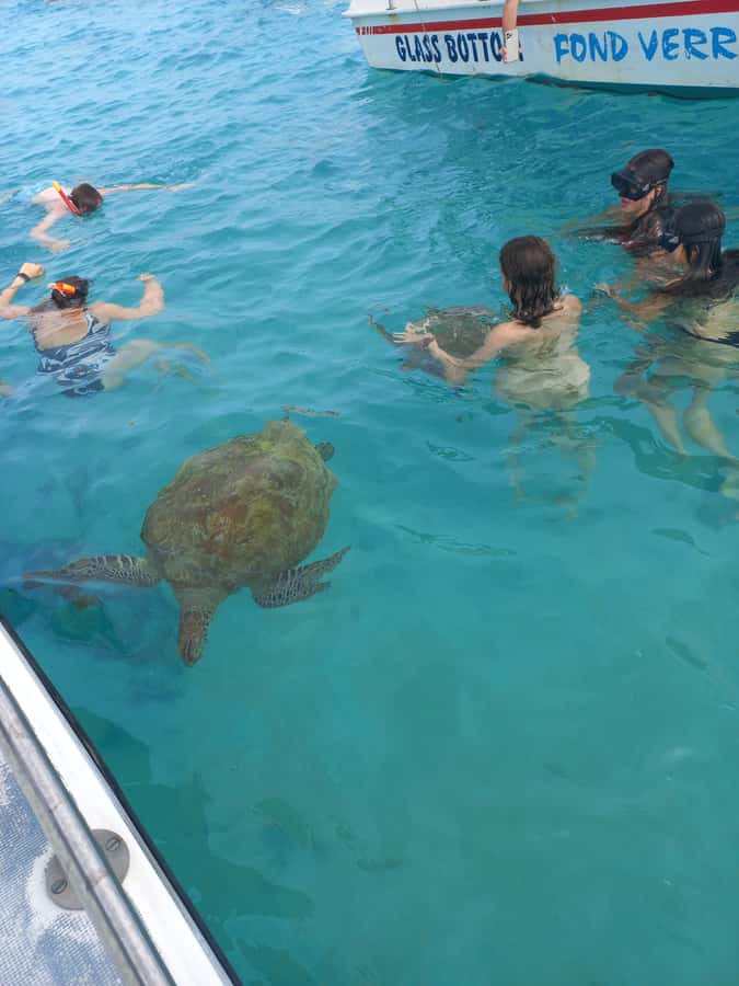 Mauritius: Snorkeling with turtles Le Transporteur speedboat - What the snorkeling time feels like