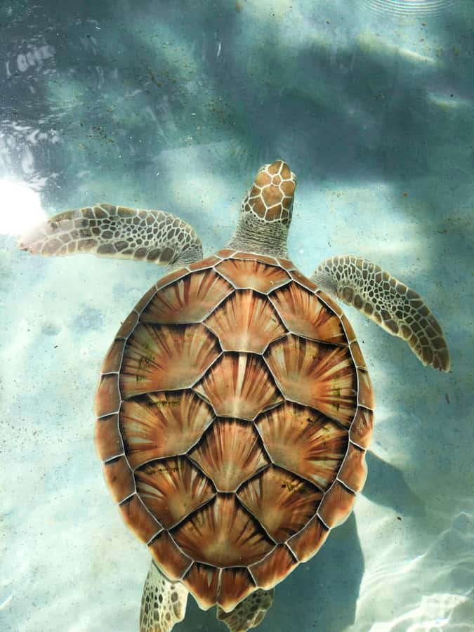 Mauritius: Snorkeling with Turtles & Port Louis Street Food - Trou aux Biches and the boat ride to the reef