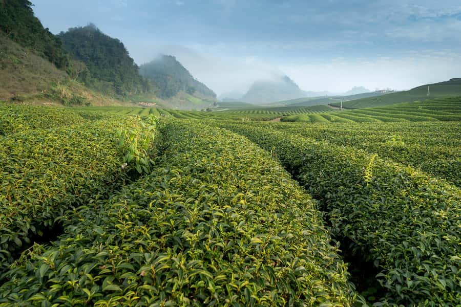 Mauritius: South Coast Tour with Tea Factory & Gris Gris - Why southern Mauritius deserves a full day