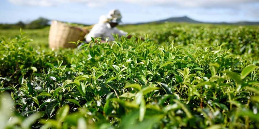 Mauritius: South of the Island Private Full-Day Tour - Bois Chéri tea country and the panoramic restaurant