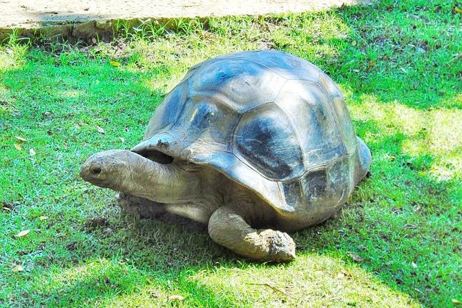 Mauritius South Tour Including Blue Bay Glass Bottom Boat & Snorkelling - Saint Aubin connects rum with the countryside