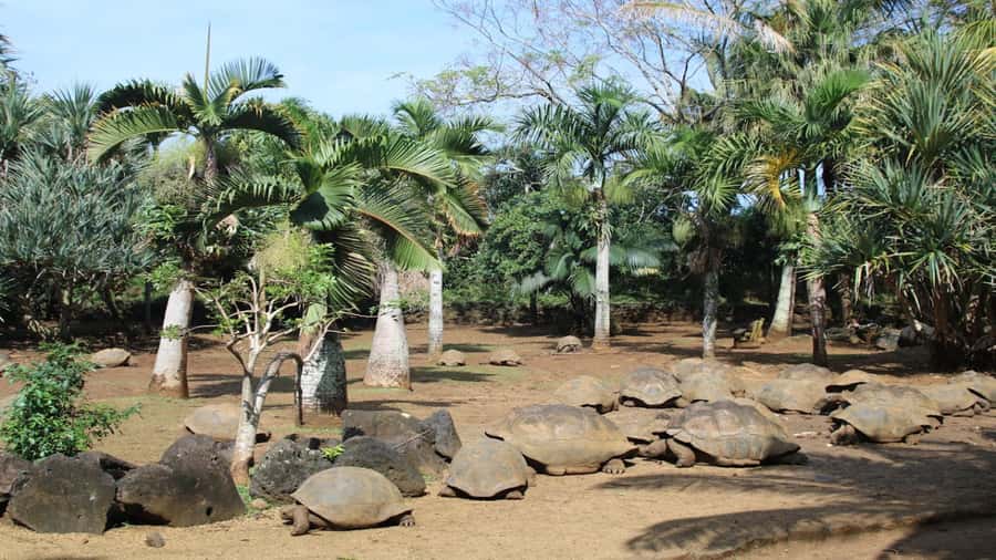 Mauritius: Southern Tour w/La Vanille & Le Morne Beach - Who should book this experience
