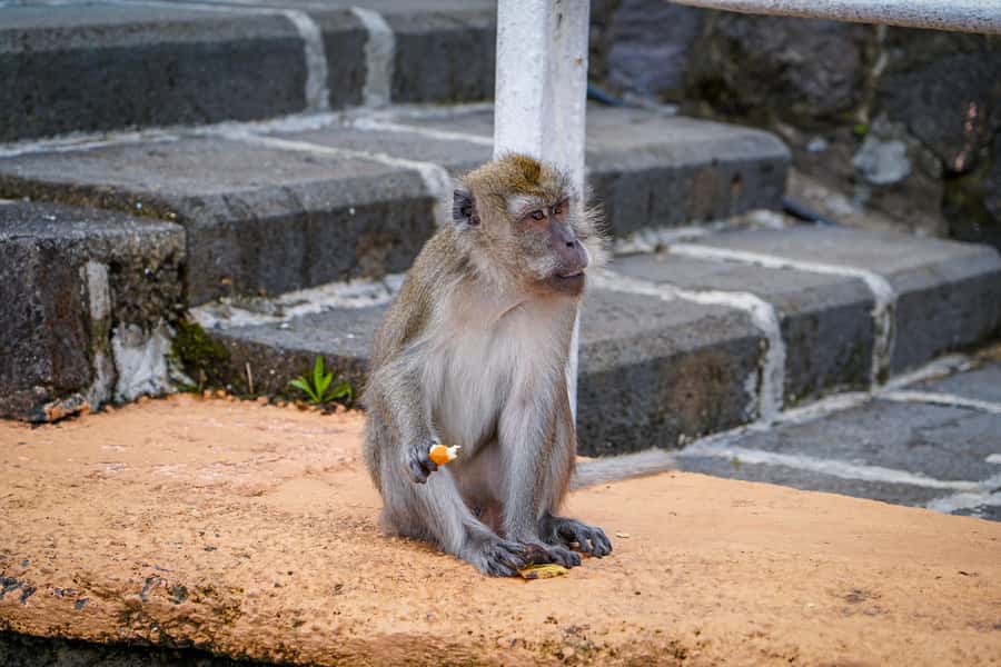 Mauritius: Sunrise Mountain Hike with Southwest Road-trip - Grand Bassin, where the day turns spiritual