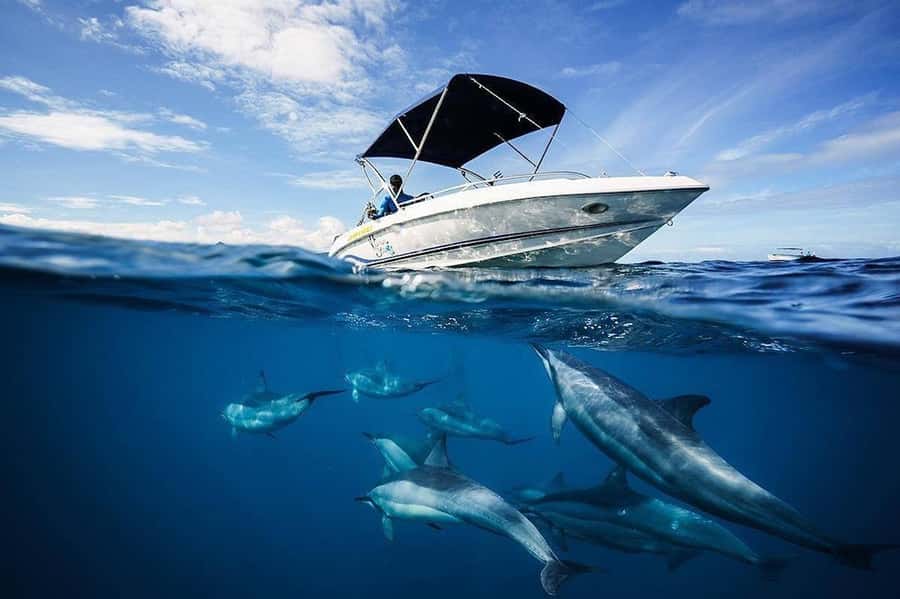Mauritius: Swim with Dolphins Full-Day with Lunch/Drinks - Starting at La Preneuse before the west-coast run