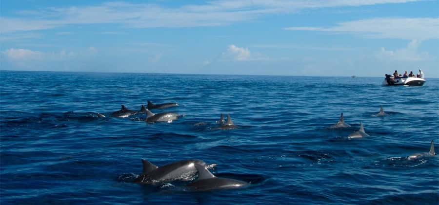 Mauritius: Swim with Dolphins Full-Day with Lunch/Drinks - Searching for dolphins off Mauritius